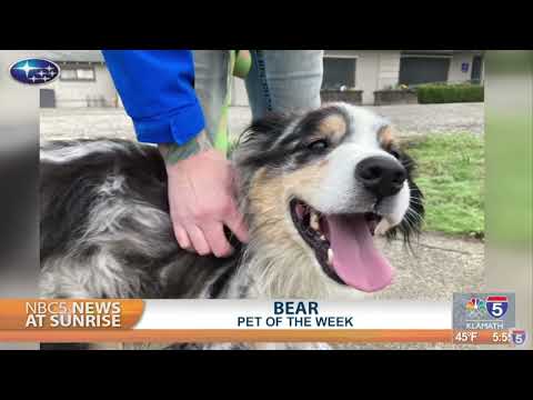 Pet Talk: Bear – YouTube