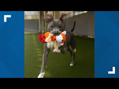 Pets of the Week: 11-29-2025 – YouTube