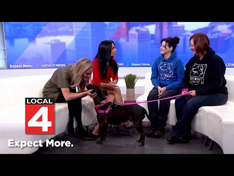 Tips for adopting pets safely during holiday season from Detroit animal care director