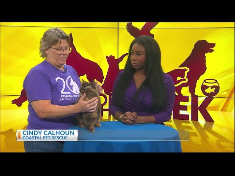 Pet of the week: Meet StrayOncé! – YouTube