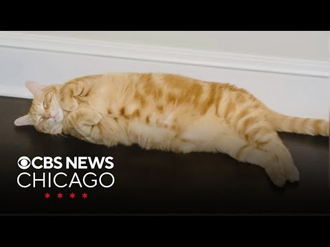 Suzanne's cat, the Nutella Café | What Caught My Eye – YouTube