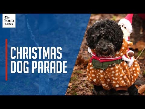 Canine cheers as Christmas dog parade in London raises awareness for rescues – YouTube