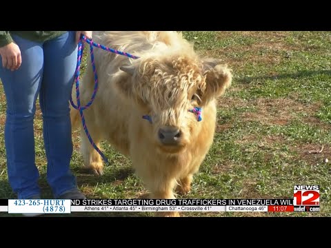 Holiday fun at Marsh Cattle Farm – YouTube