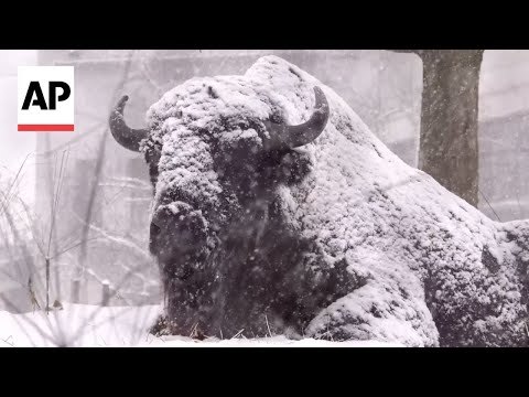 Animals in Chicago zoo roll around in fresh snowfall – YouTube