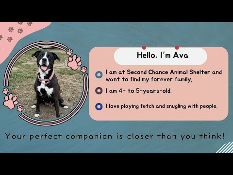 Companion Corner: Ava at Second Chance Animal Shelter – YouTube