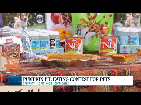 Pumpkin Pie Eating Contest for Pets – YouTube