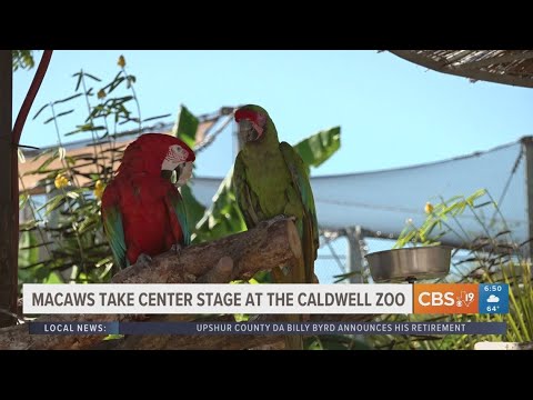 EXPLORING THE CALDWELL ZOO: Macaws take center stage – YouTube