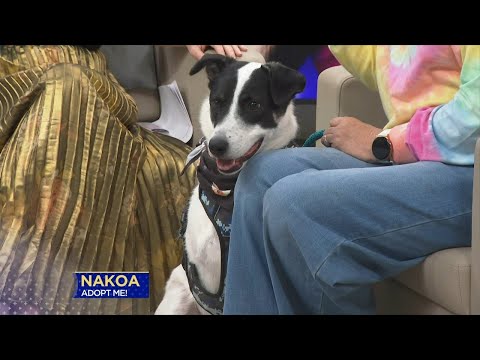 3 Plus Your Pets- Pet Placement Center – YouTube