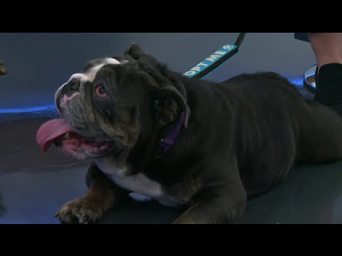 Meet the pet of the week: Bruno, a cuddly English bulldog | NBC 7 San Diego – YouTube