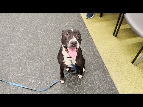 Lots of love and energy: Meet Cristobal, the Nebraska Humane Society's pet of the week