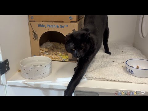 Pet of the week – YouTube
