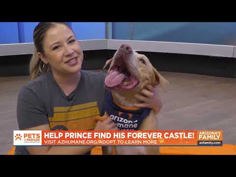 Pets on Parade (Full Episode) November 8, 2025 – YouTube