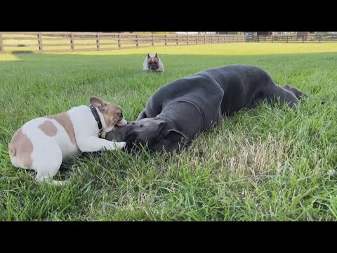 Experts share tips to keep pets warm during cold snap – YouTube