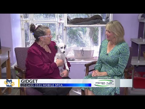 Pet of the Week: Gidget, the spaniel puppy – YouTube