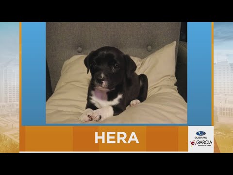 New Mexico Living Pet Pics November 7, 2025 – YouTube