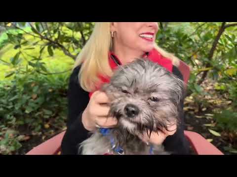 Pet CHEK: Young, small and healthy boy Marley is a unicorn dog – YouTube