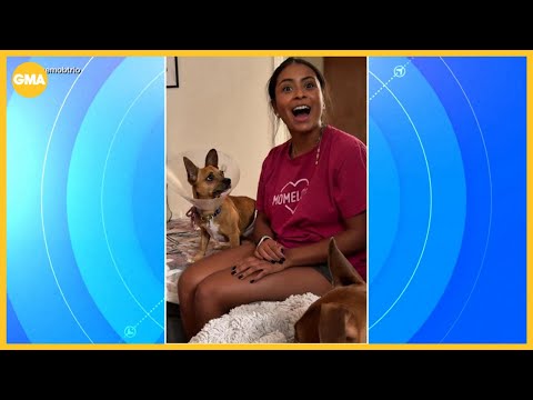 Chihuahua's viral moment hearing Spanish helps him find a home – YouTube