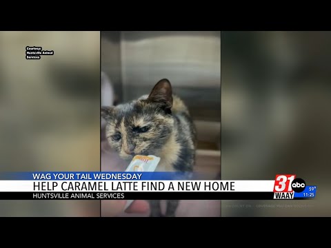 Wag Your Tail Wednesday – YouTube