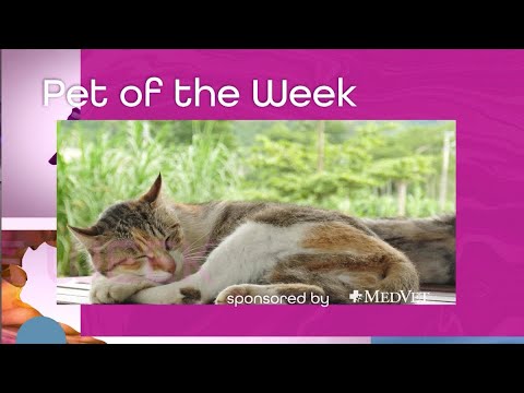 MedVet Pet Of The Week: “Urban Cowboy”, From Austin Pets Alive! – YouTube