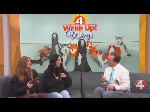 Wake Up! Wags: Group of kittens looking for homes – YouTube