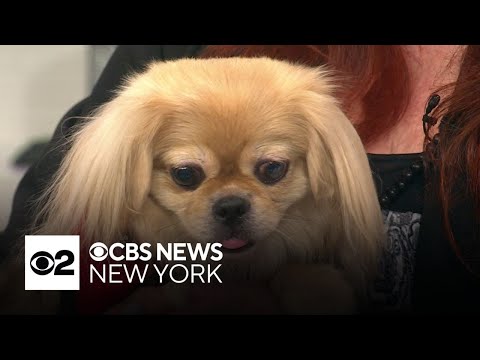 Furry Friend Finder: Alexandra – YouTube