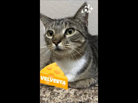 Perfect Pet: Meet Harper and Velveeta! – YouTube