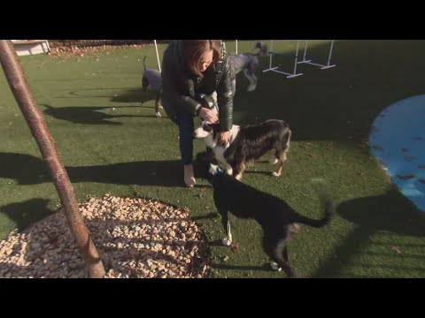 Around Town – Pup Social – YouTube