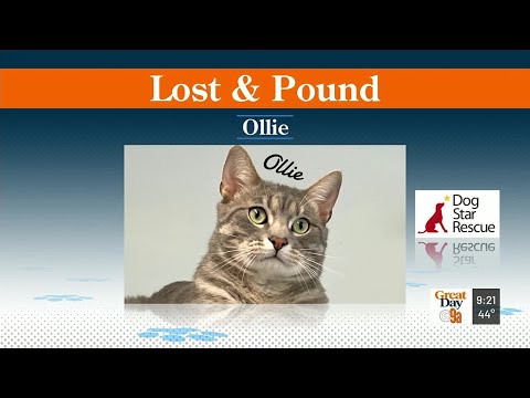 Lost & Pound – YouTube