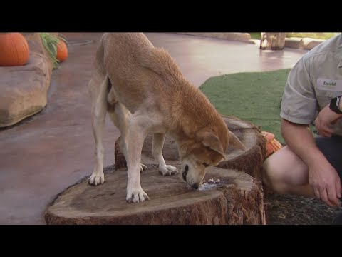 Zoo Day | Meet the New Guinea singing dog – YouTube