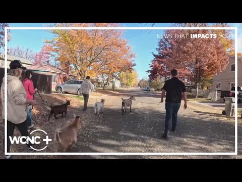 Pet goats bring Idaho community together – YouTube