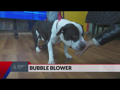 Pet of the Week: Bubble Blower the Dog – YouTube
