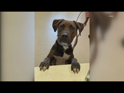 WHAS11 Shelter Stars: Meet one-year-old Buster! – YouTube