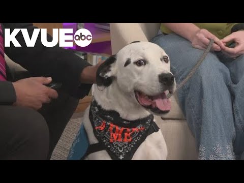 San Marcos animal shelter seeking urgent community help due to overcrowding – YouTube