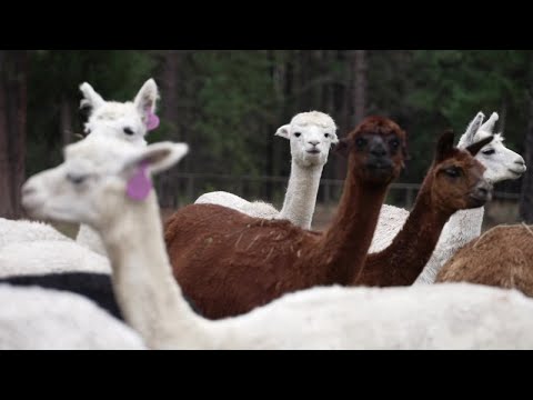 Huson couple rescues 50 alpacas – YouTube