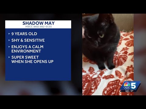 Pet Connection: Nov. 13, 2025 – YouTube