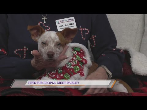 Pets Fur People: Meet Paisley – YouTube