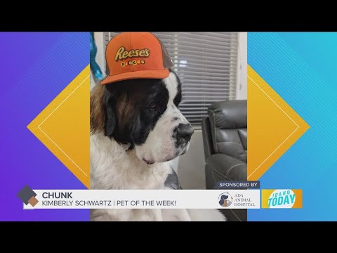 Pet Pics: Chunk is very excited about winning Pet of the Week – YouTube