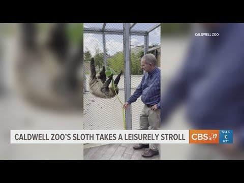 Caldwell Zoo's sloth takes leisure stroll – YouTube