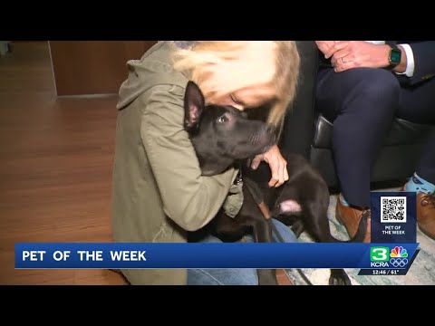 Pet of the Week: Meet Paul the Dog – YouTube
