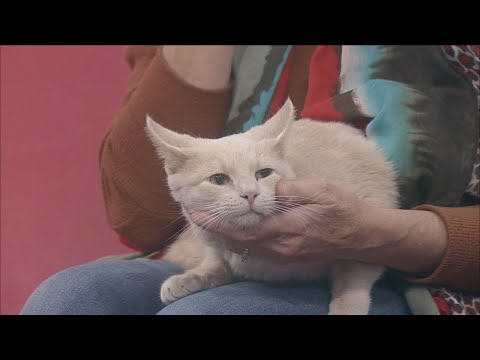 Pet of the Week – YouTube