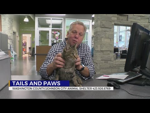 These pets need treats for Halloween – YouTube