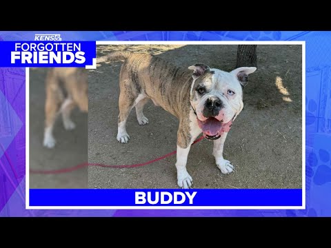 Bulldog and Mastiff mix named Buddy is so ugly, he's cute | Forgotten Friends – YouTube