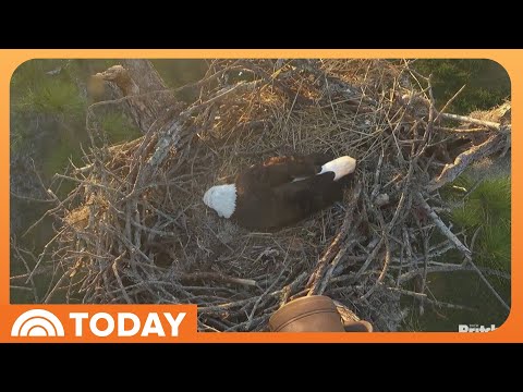 Southwest Florida Eagles Welcome Their First Egg! – YouTube