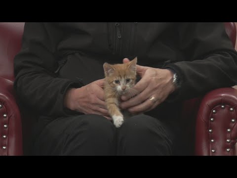 Friday Pets 11-15-25: Lincoln – YouTube