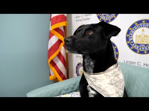 Purina Presents: Meet Murphy in Pet of the Week – YouTube