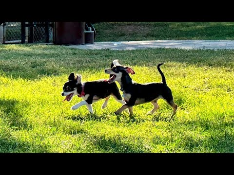 Atlanta ranks one of best cities for dog lovers – YouTube