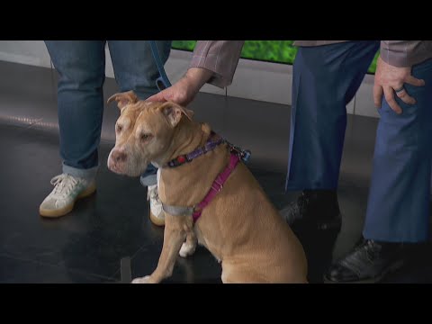 Adopt-A-Pet: One Tail at a Time – YouTube