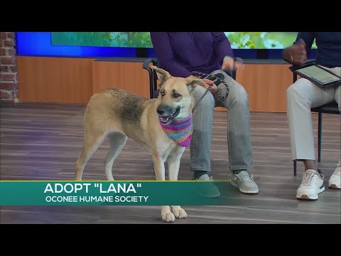 FURRY FRIEND FRIDAY OCONEE HUMANE 11 13 – YouTube