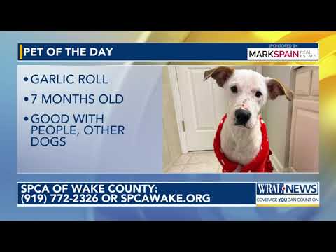 Pet of the Day for Nov. 14, 2025 – YouTube