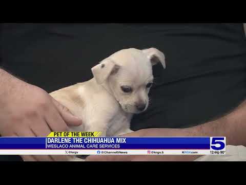 Pet of the Week: Darlene the chihuahua mix – YouTube